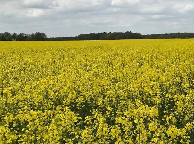 Altenmedinger Hof 알텐메딩겐